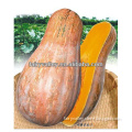 Chinese Sweetnest Hybrid F1 Good Flavor Bulk Green Pumpkin seeds For Growing